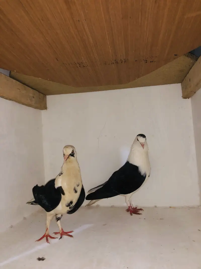 Urgent sale 03195681510 — photo 6