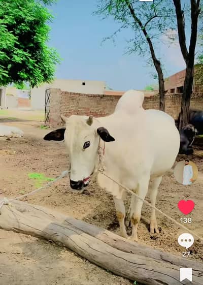 Desi nasal ka dand