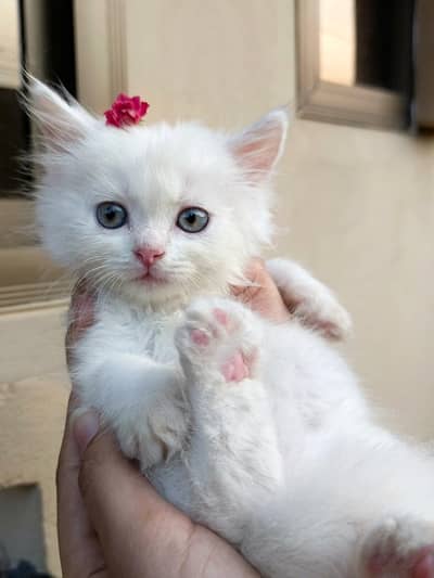 pair of Persian cat for sale