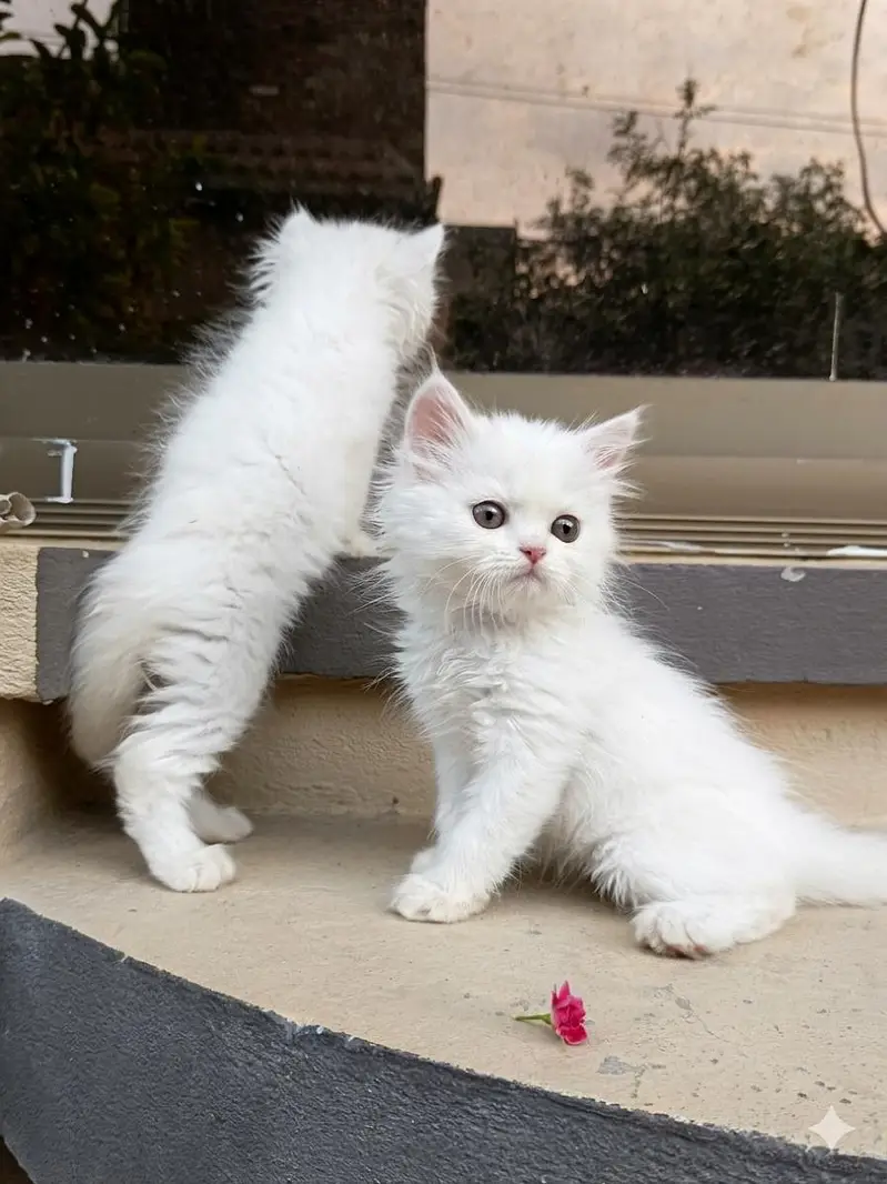 pair of Persian cat for sale — photo 2