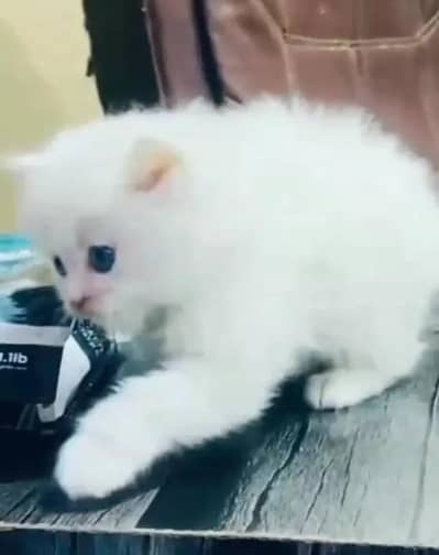 (Persian female kitten) (for sale all) (Pakistan delivery available)