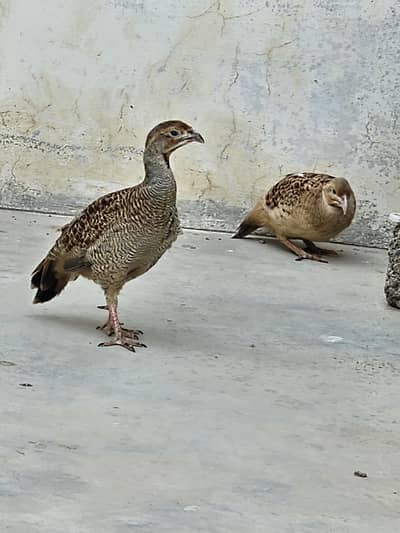 Teetar Breading Pair