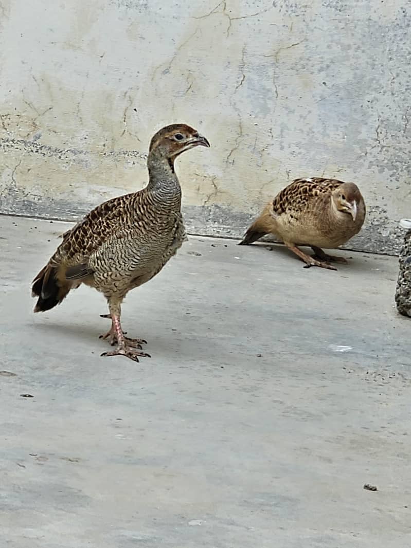 Teetar Breading Pair 0