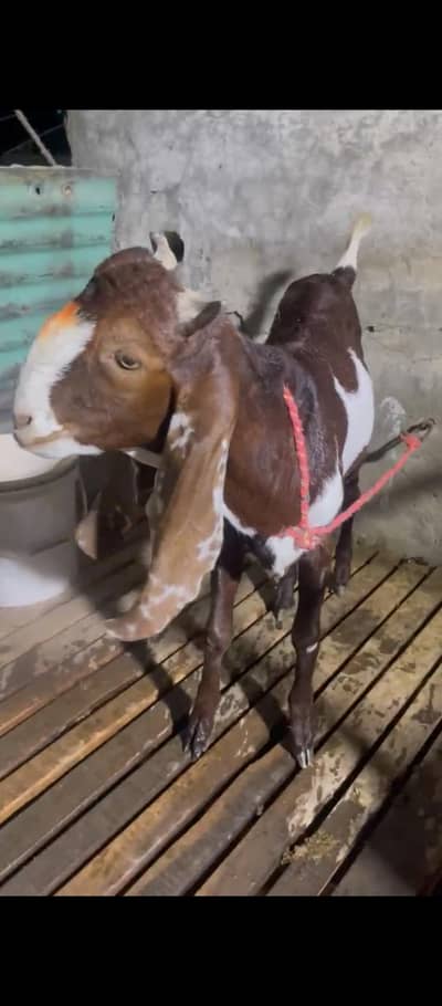 Desi bakra