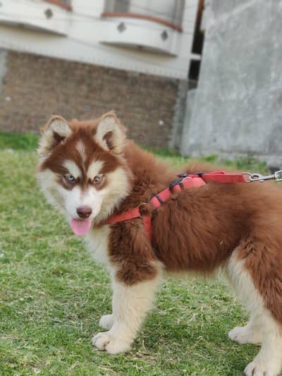 Siberian Husky Puppy | pedigree Husky | Wolly coat | Dog Puppies sale