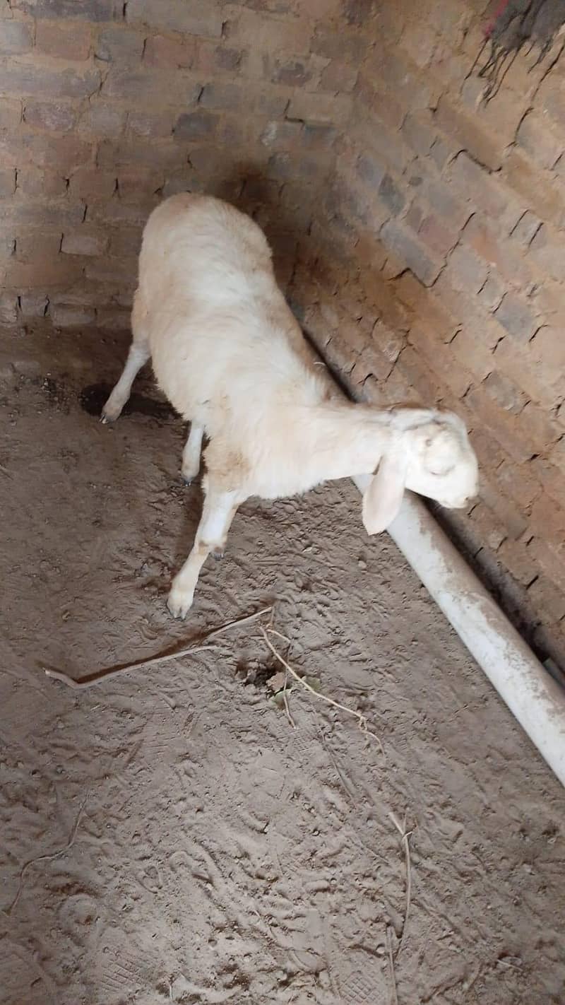 Dumba 1