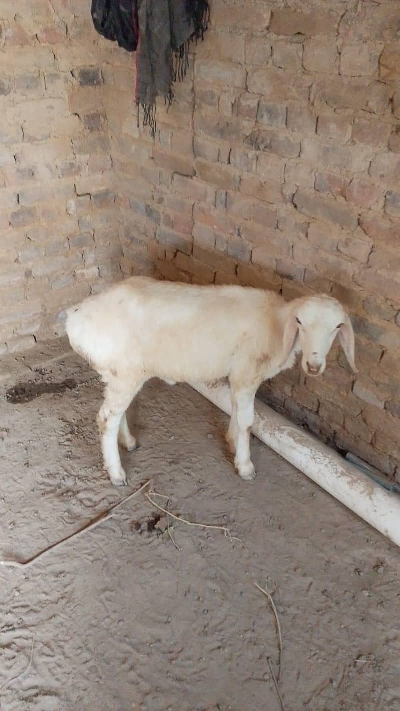 Dumba 3