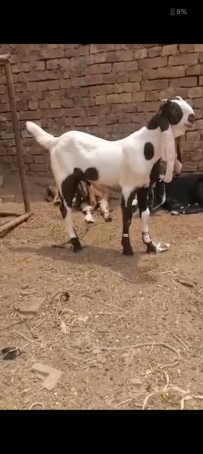 Ablak Beetal breeder