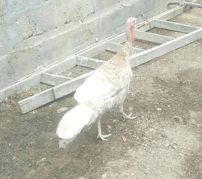 Turkey birds
