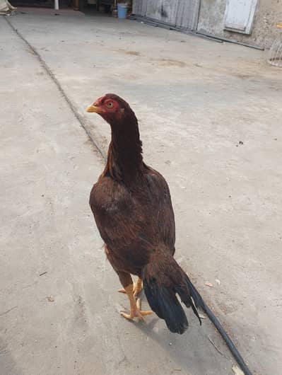 Aseel hen for sale