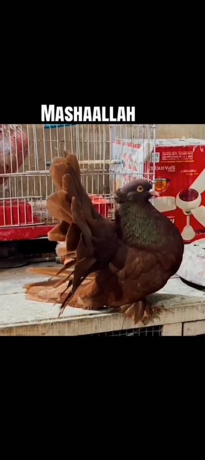 English fain tail breeder pair