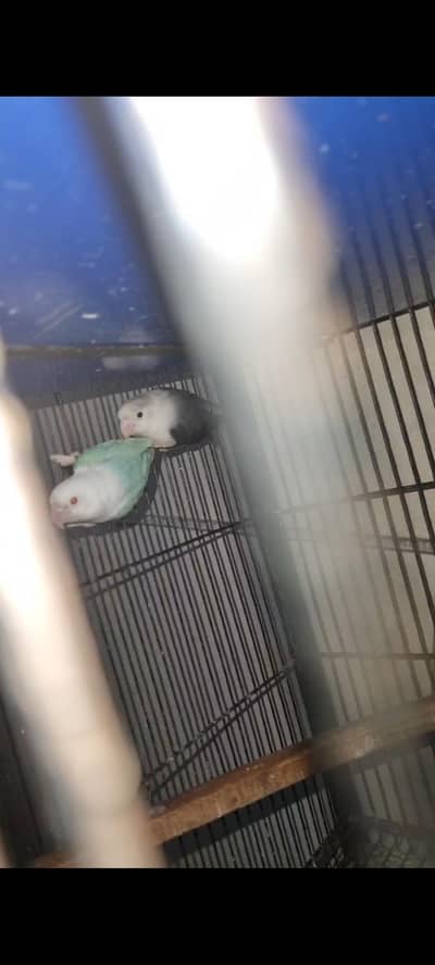 Palefellow Pairs Breeder Lovebird