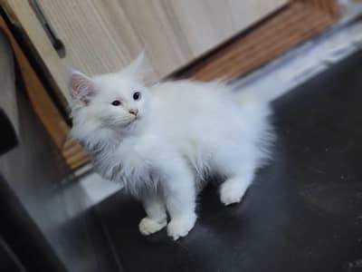Beautiful kitten