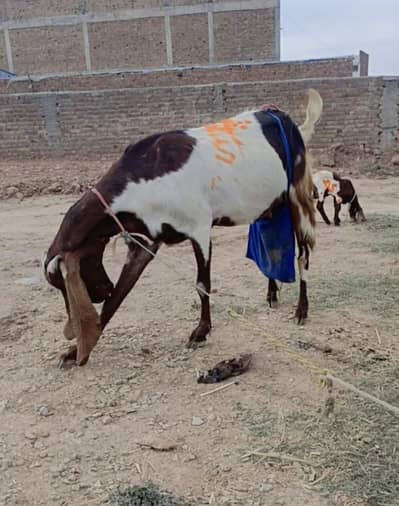 kamori barkri 2 bacho k sath