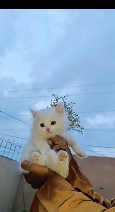 Persian cat for sale