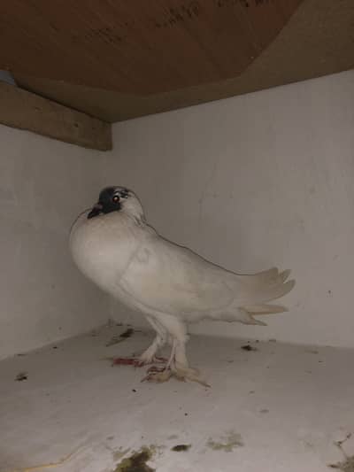 Urgent sale 03195681510
