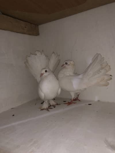 Urgent sale 03195681510