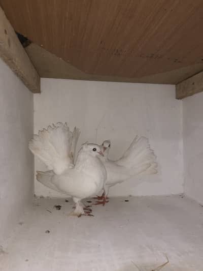 Urgent sale 03195681510