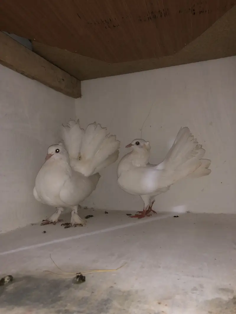Urgent sale 03195681510 — photo 3