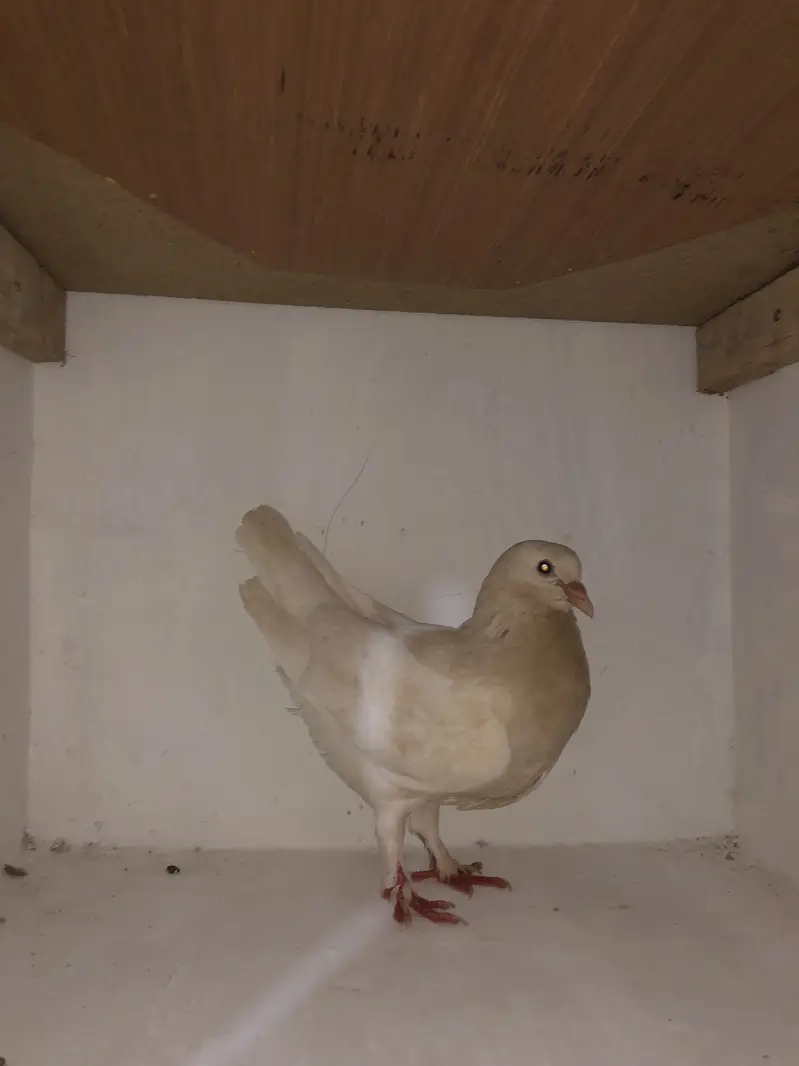 Urgent sale 03195681510 — photo 5