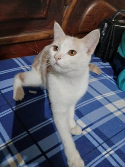 Australian cat