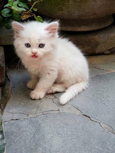 White Persian blue and grey eyes kitten negotiation available