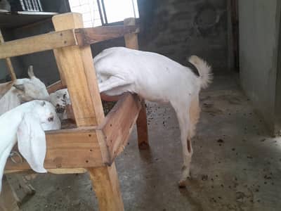 Desi 2 Goats path