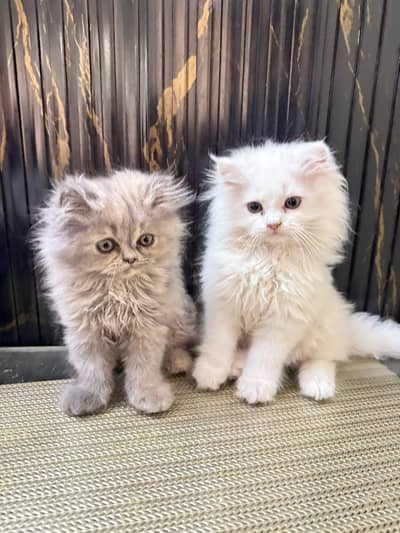 Male & female kitten for sale