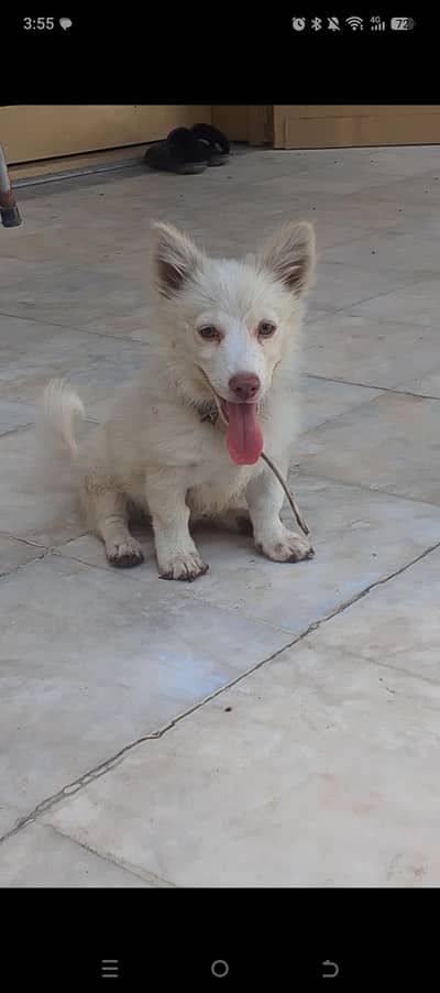 Russian Pup Purebred