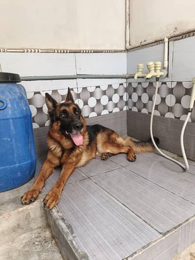 German shepherd