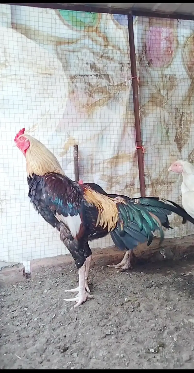 Quality Aseel bird available — photo 4