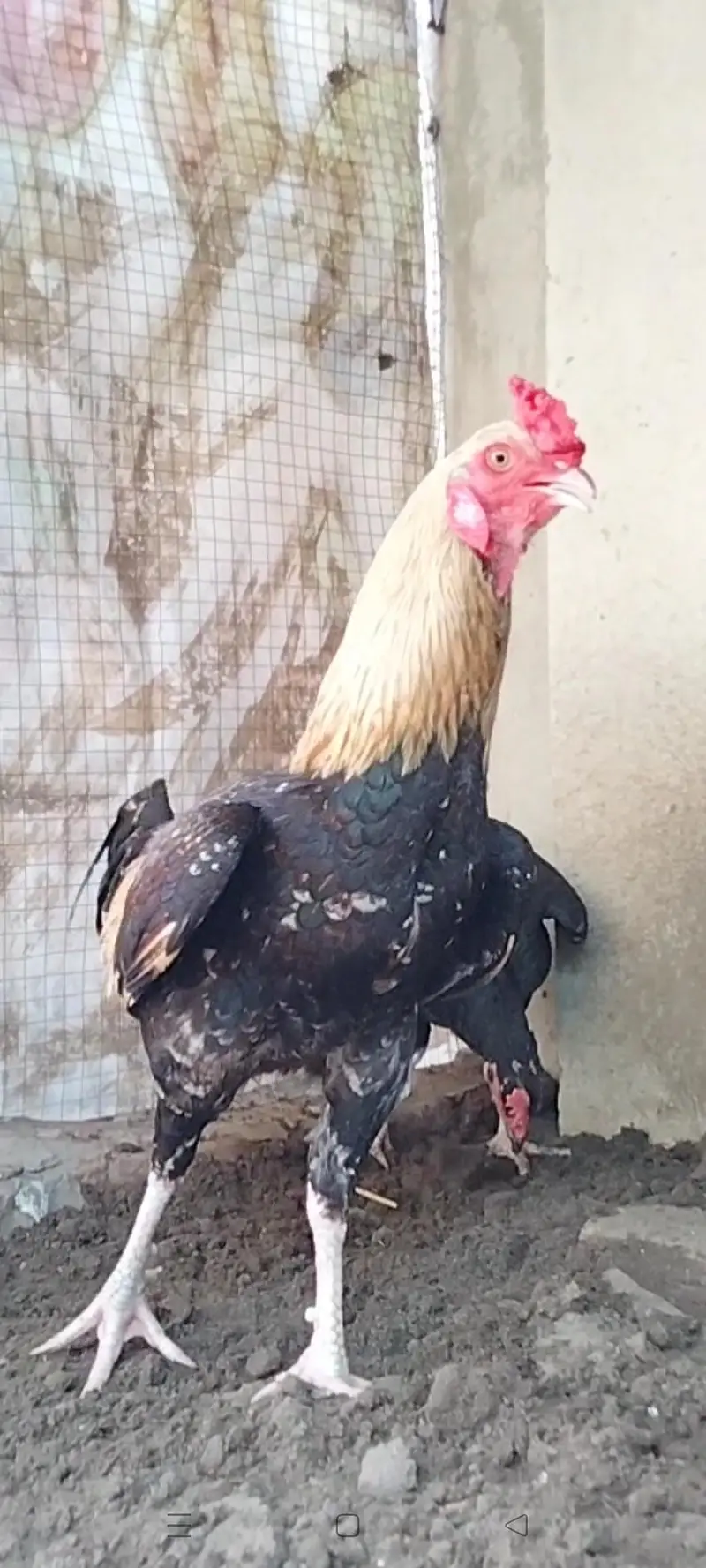 Quality Aseel bird available — photo 2