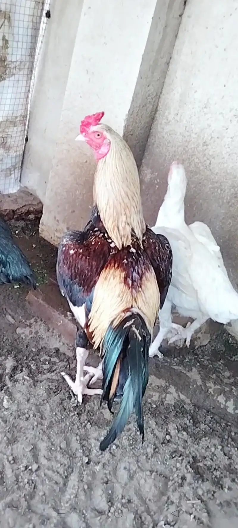 Quality Aseel bird available — photo 3