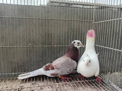 patti walay granted pair