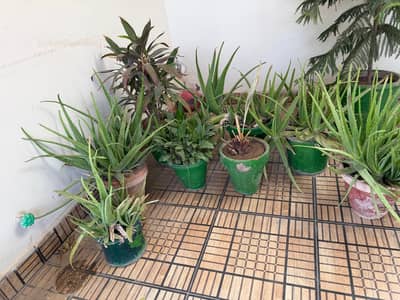 plants