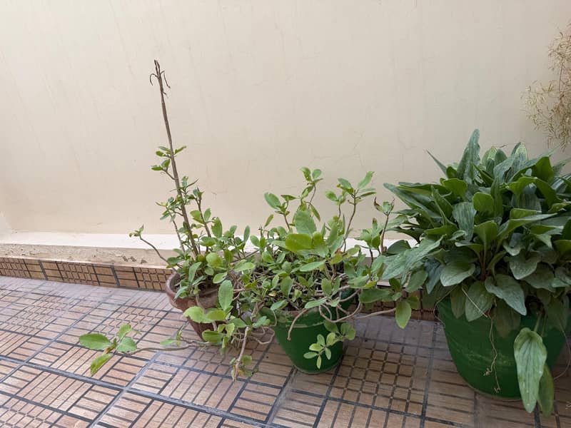 plants 1