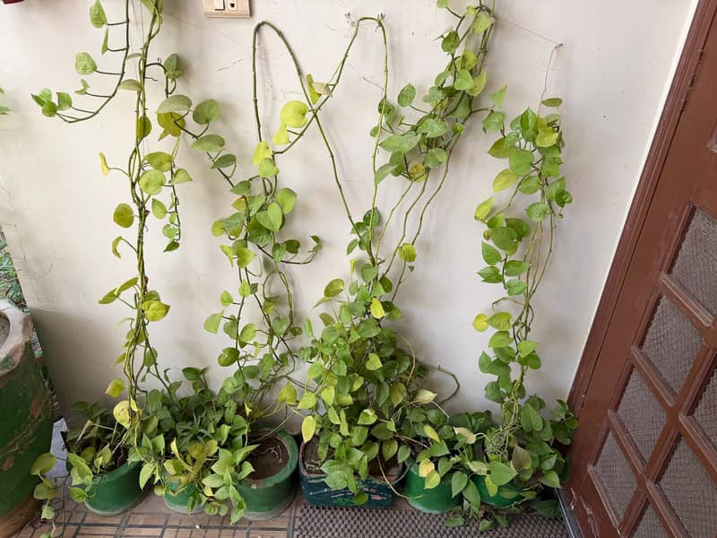 plants 2