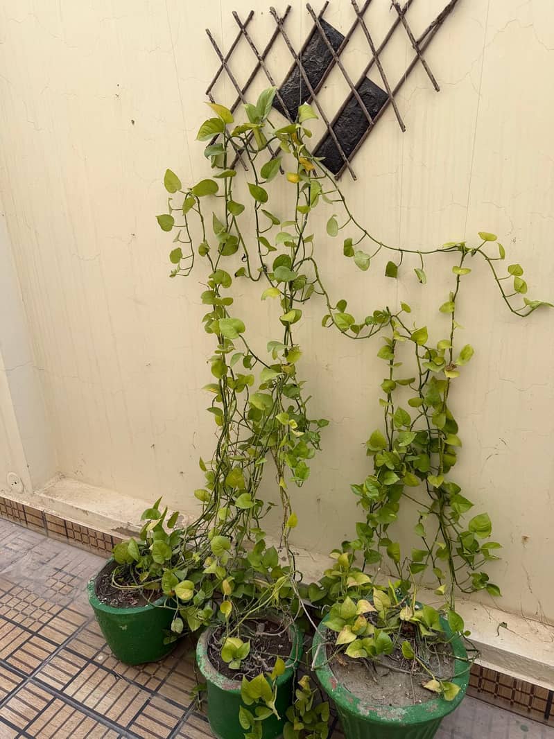plants 3