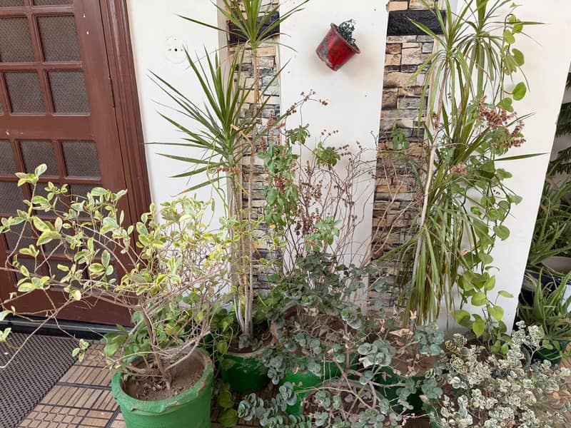 plants 4
