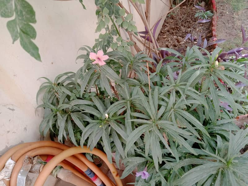 plants 5