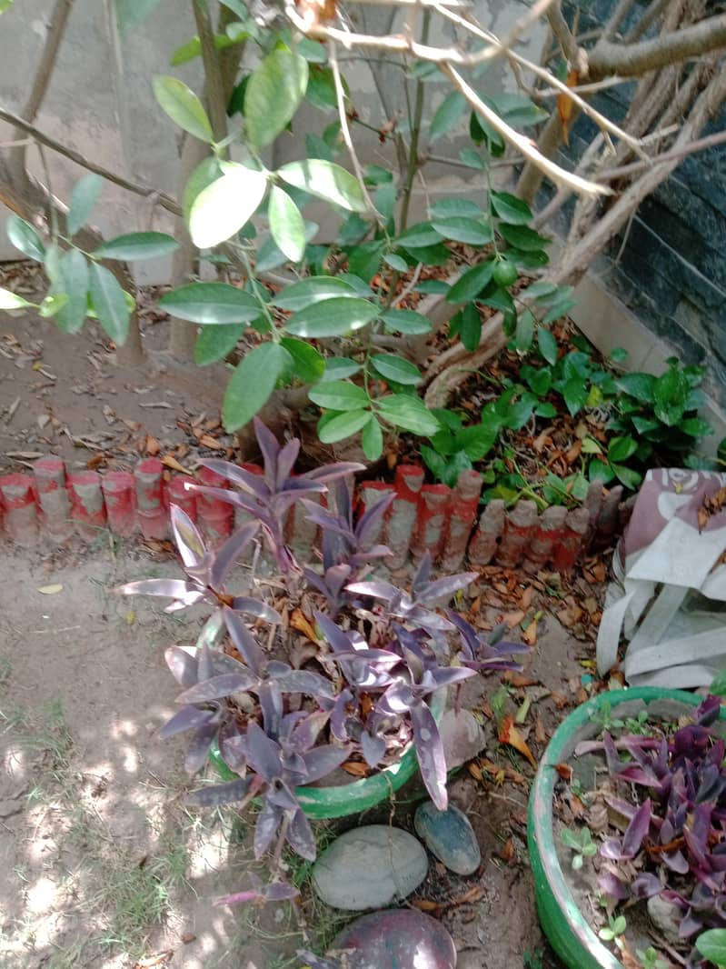 plants 6