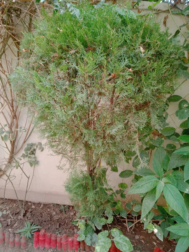 plants 7