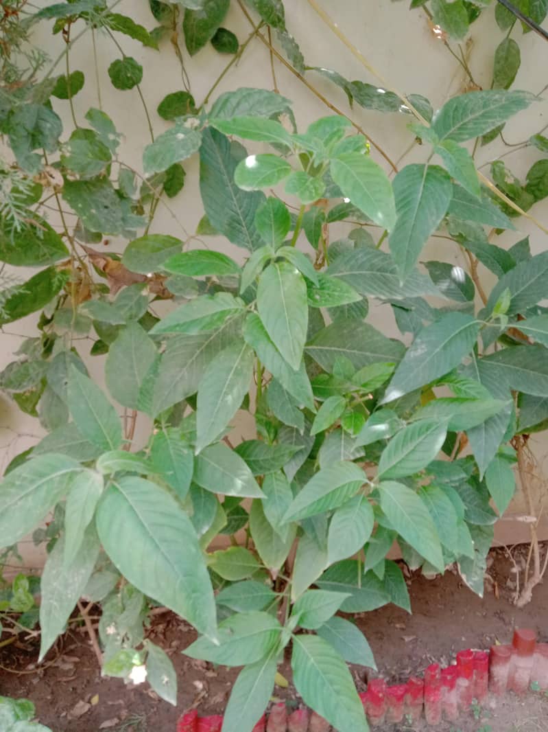 plants 8
