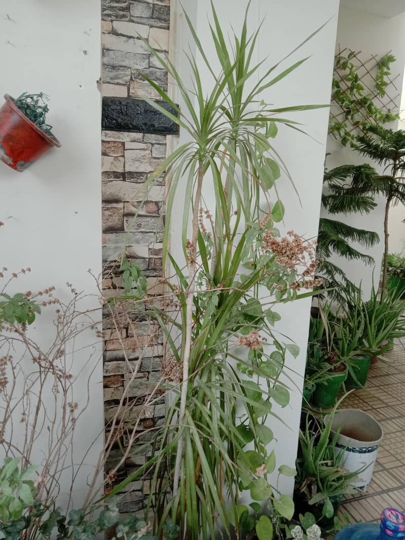 plants 9