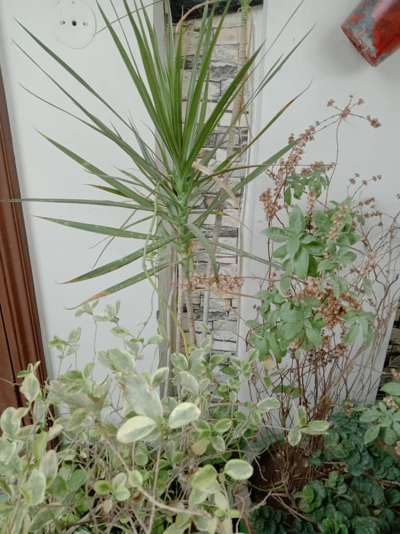 plants 10