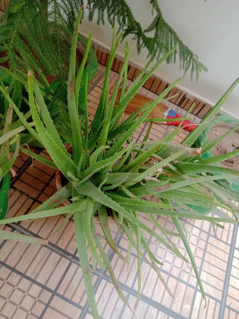 plants 11