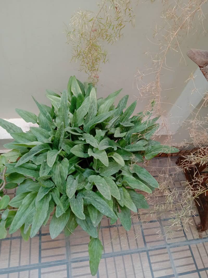 plants 12