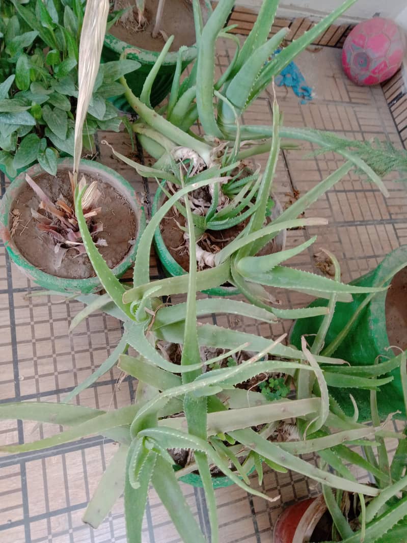plants 13