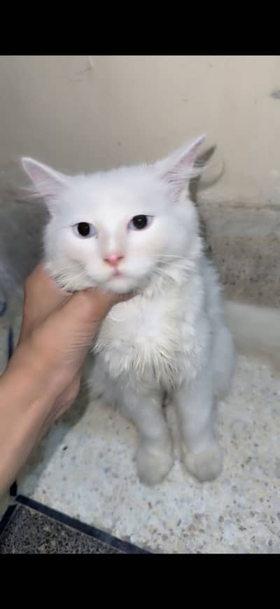 Persian White Male Kitten Blue Eyes