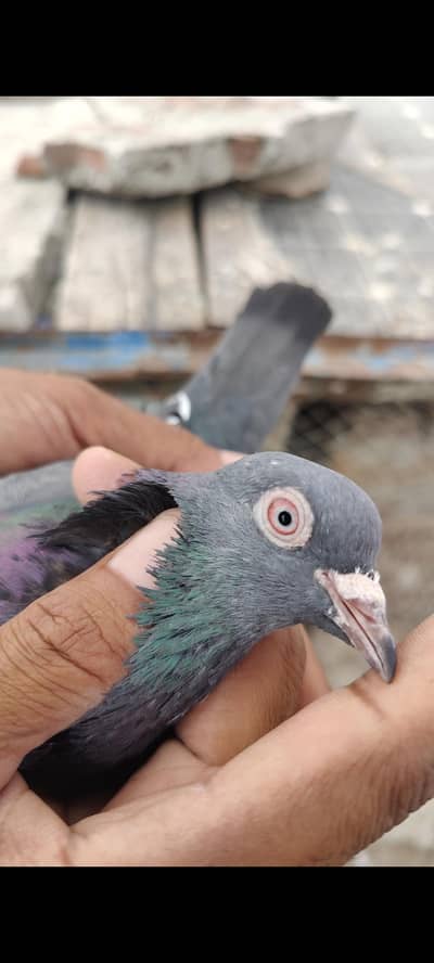 Parwazi bachy or bary kabotar